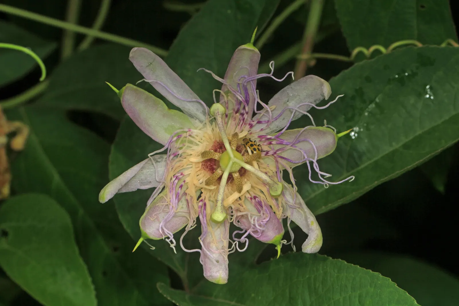 Passion Flower (Passiflora Membranacea) — commonly known as Passion Flower