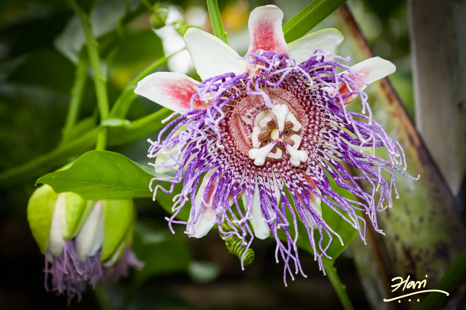 Passion Flower (Passiflora Membranacea) — Pruning in early spring can help maintain its shape and promote more vigorous growth; it prefers, image 61