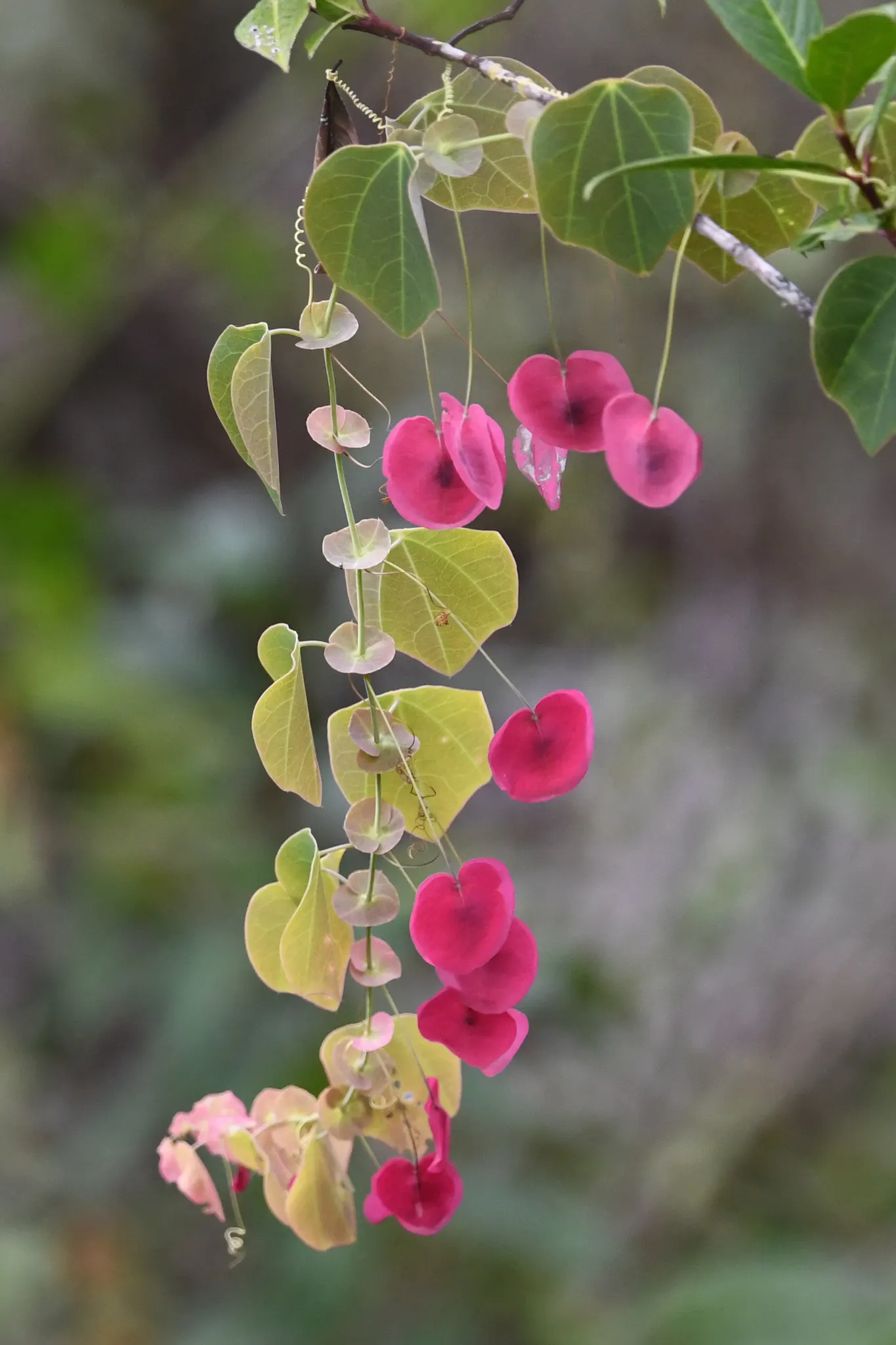 Passion Flower (Passiflora Membranacea) — Pruning in early spring can help maintain its shape and promote more vigorous growth; it prefers, image 83