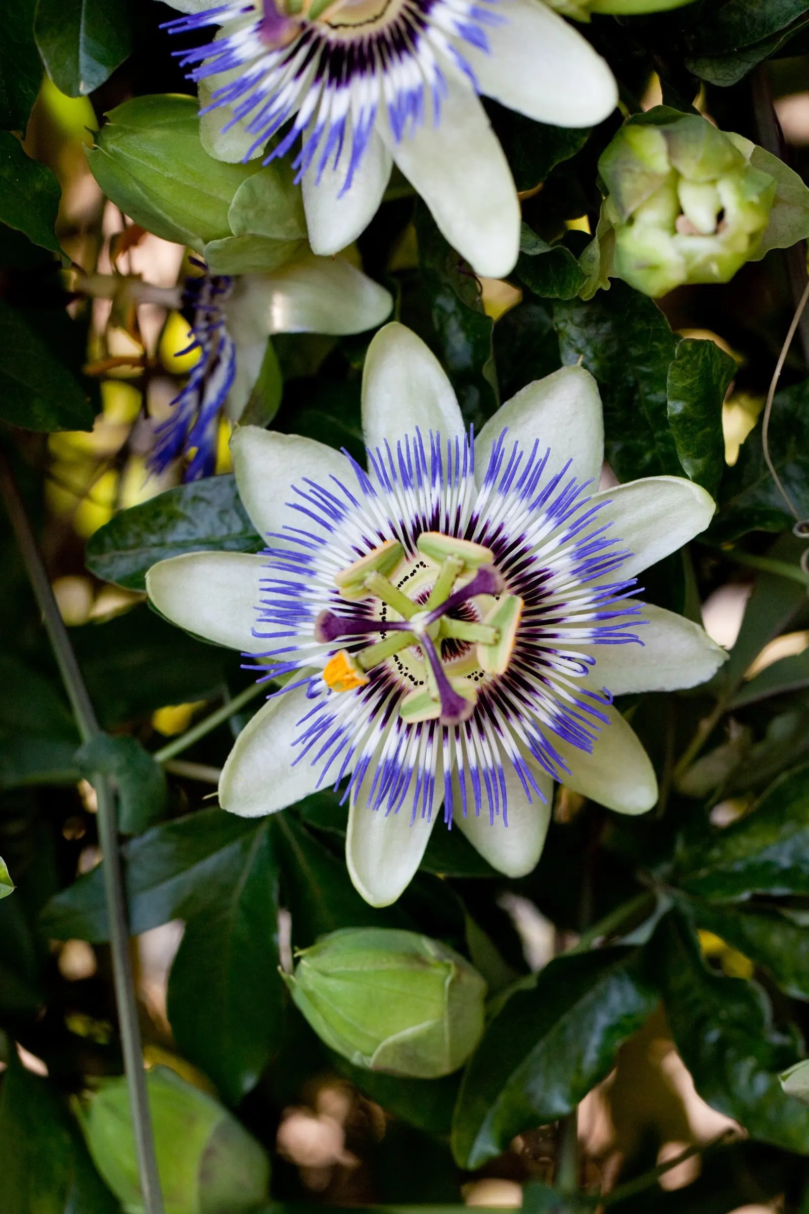 Passion Flower (Passiflora Membranacea) — It prefers well-drained soil; pruning in early spring can help maintain its shape and promote more vigorous growth