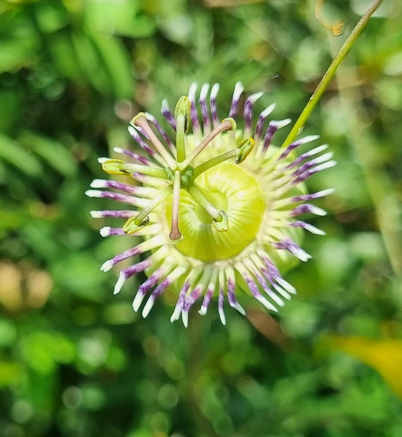 Passion Flower (Passiflora Membranacea) — Native to Central and South America; commonly known as Passion Flower, image 76