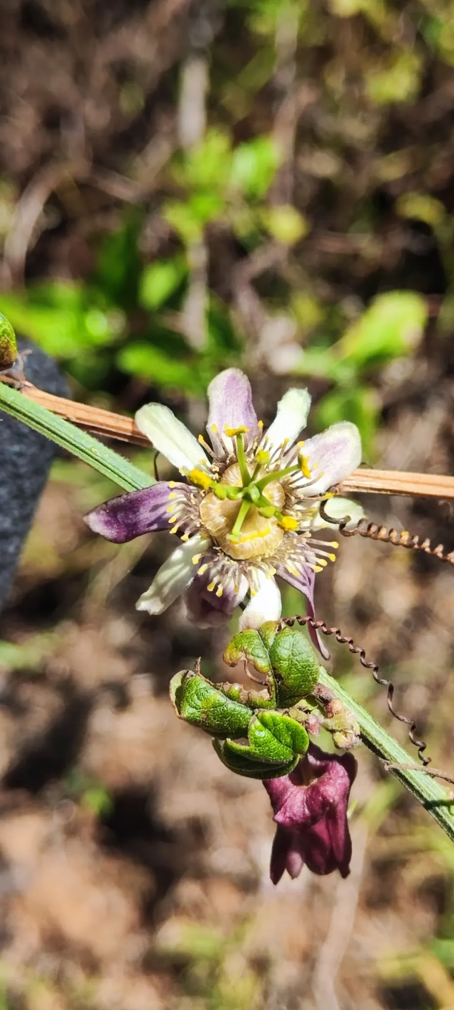 Passion Flower (Passiflora Membranacea) — is hardy in USDA zones 9-11