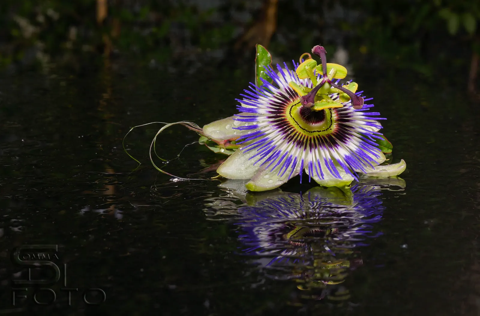 Passion Flower (Passiflora Membranacea) — With these simple care guidelines
