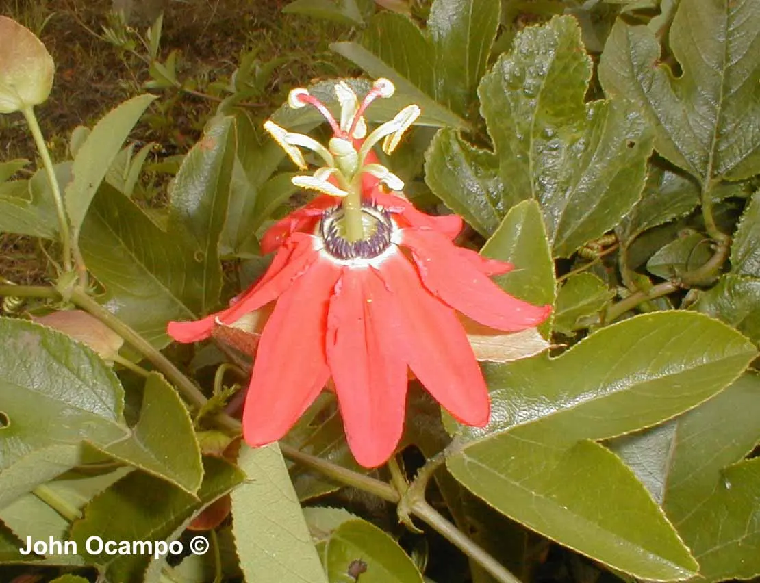 Passion Flower (Passiflora Membranacea) — this vigorous climber can quickly cover trellises; and attracts pollinators such as butterflies and, image 55