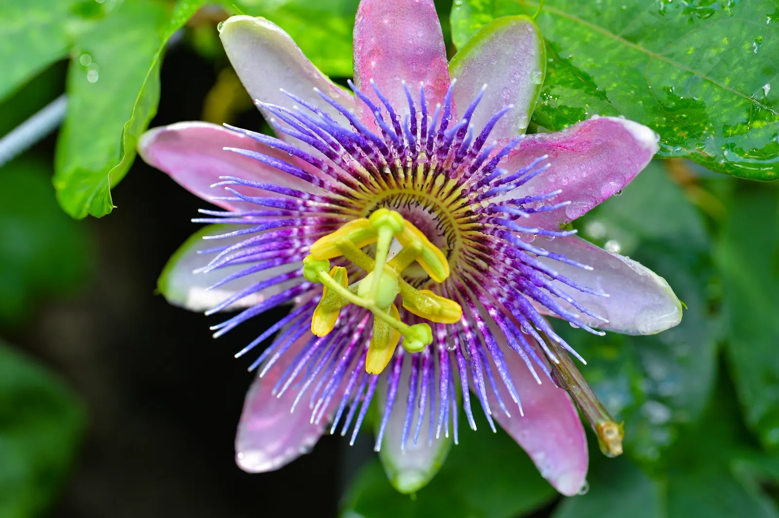 Passion Flower (Passiflora Membranacea) — With these simple care guidelines; a design that's often associated with the crucifixion of Christ, image 84
