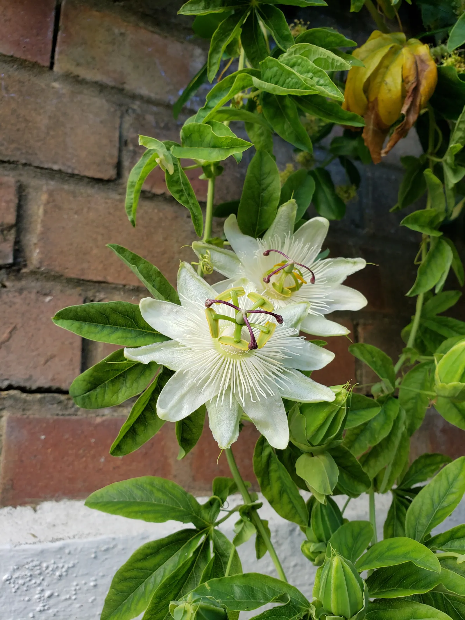 Passion Flower (Passiflora Membranacea) — Native to Central and South America; commonly known as Passion Flower