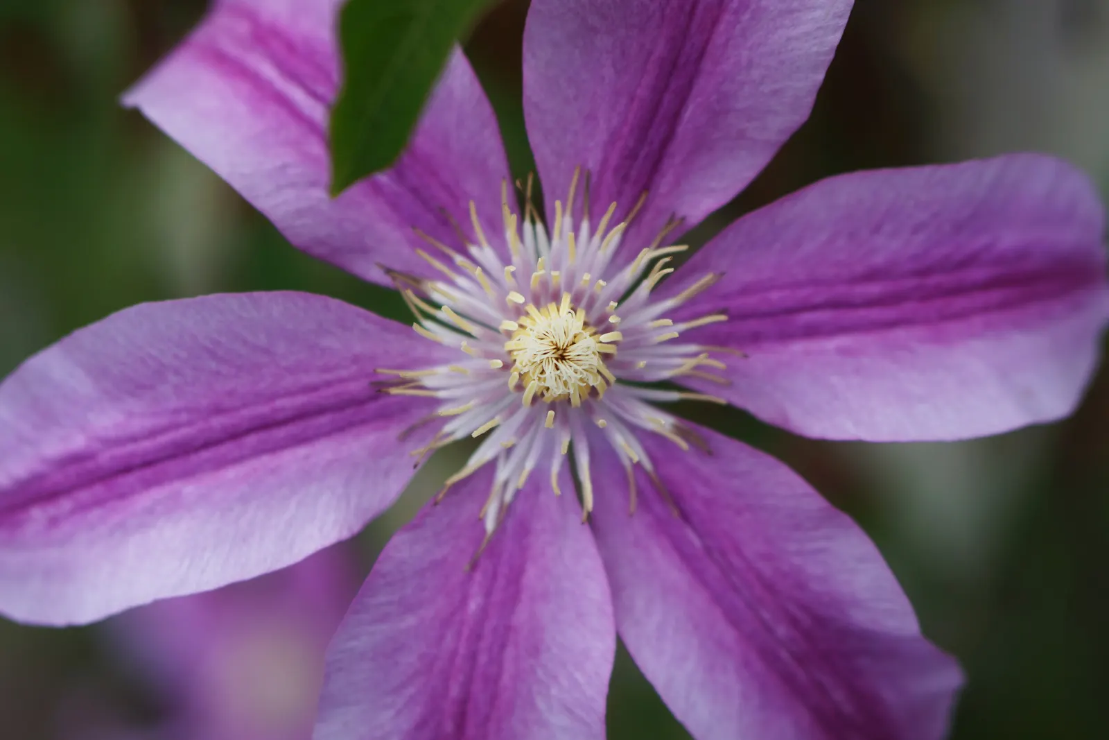 Passion Flower (Passiflora Membranacea) — usually about 3 to 4 inches in diameter; these blossoms typically appear from mid-summer through early, image 56