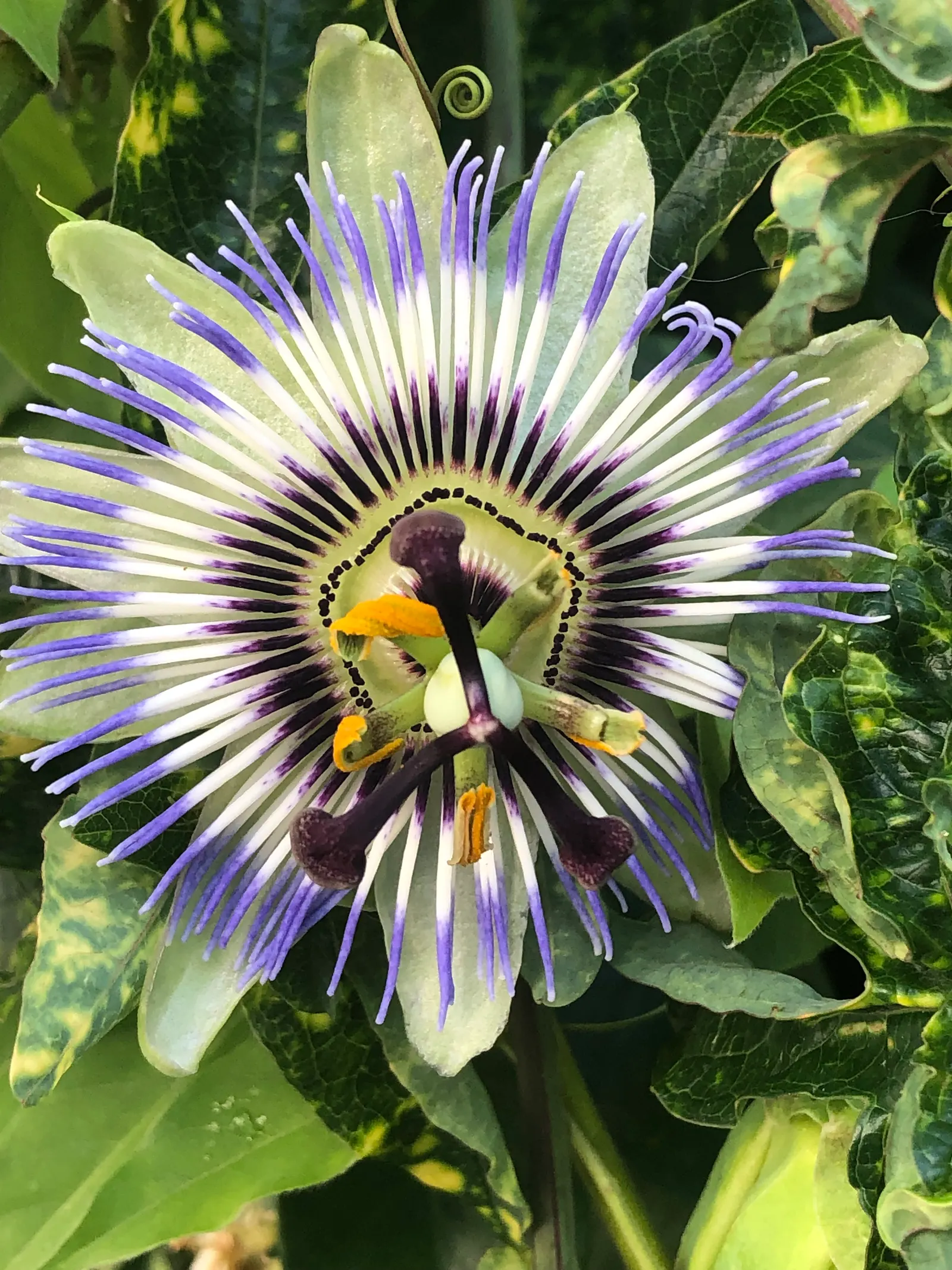 Passion Flower (Passiflora Membranacea) — commonly known as Passion Flower; this perennial thrives in full sun to partial shade, image 67