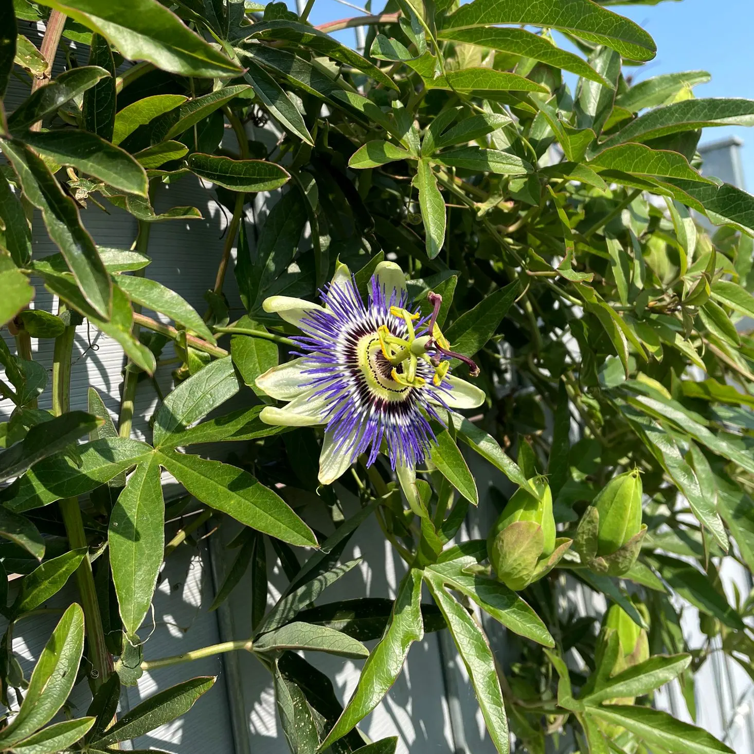 Passion Flower (Passiflora Membranacea) — With these simple care guidelines; a design that's often associated with the crucifixion of Christ, image 62