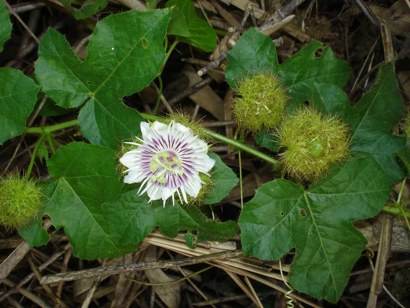 Passion Flower (Passiflora Membranacea) — vine for full; the Passion Flower will be a spectacular and engaging centerpiece in any landscape design, image 88