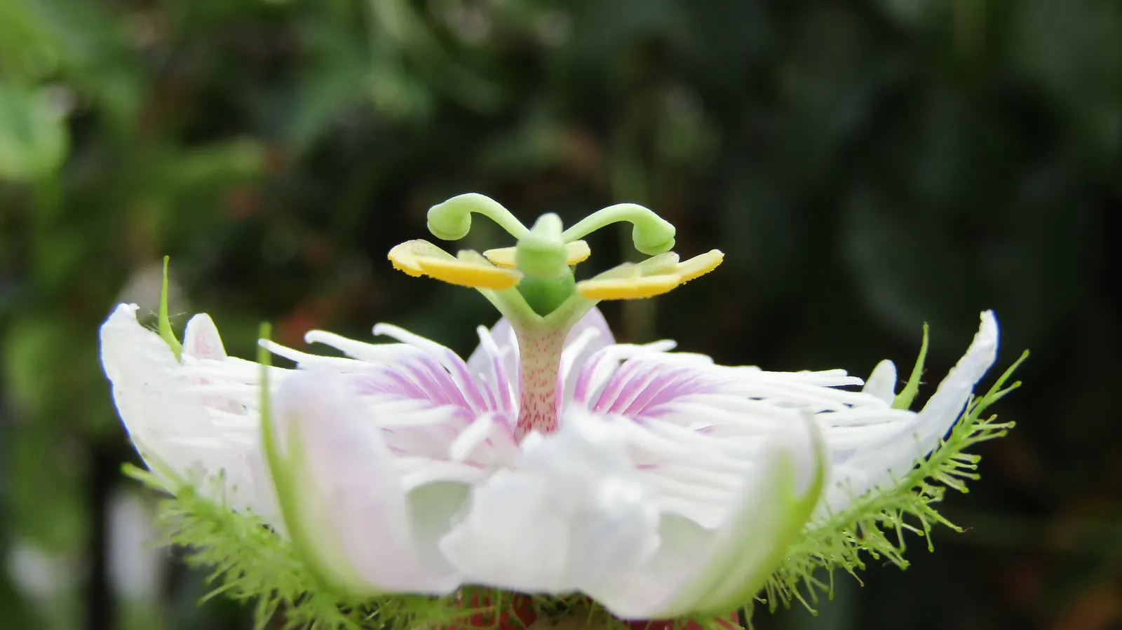 Passion Flower (Passiflora Membranacea) — which is how it earned its common name; is hardy in USDA zones 9-11, image 80