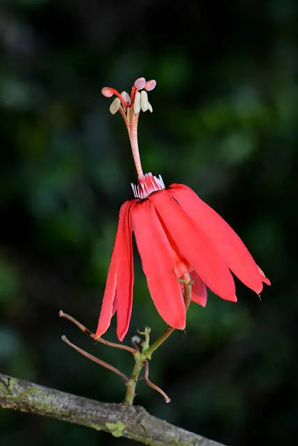 Passion Flower (Passiflora Membranacea) — This perennial thrives in full sun to partial shade