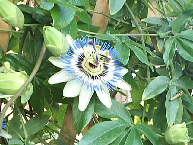 Passion Flower (Passiflora Membranacea) — is hardy in USDA zones 9-11; is a lively climber with exquisitely complex flowers
