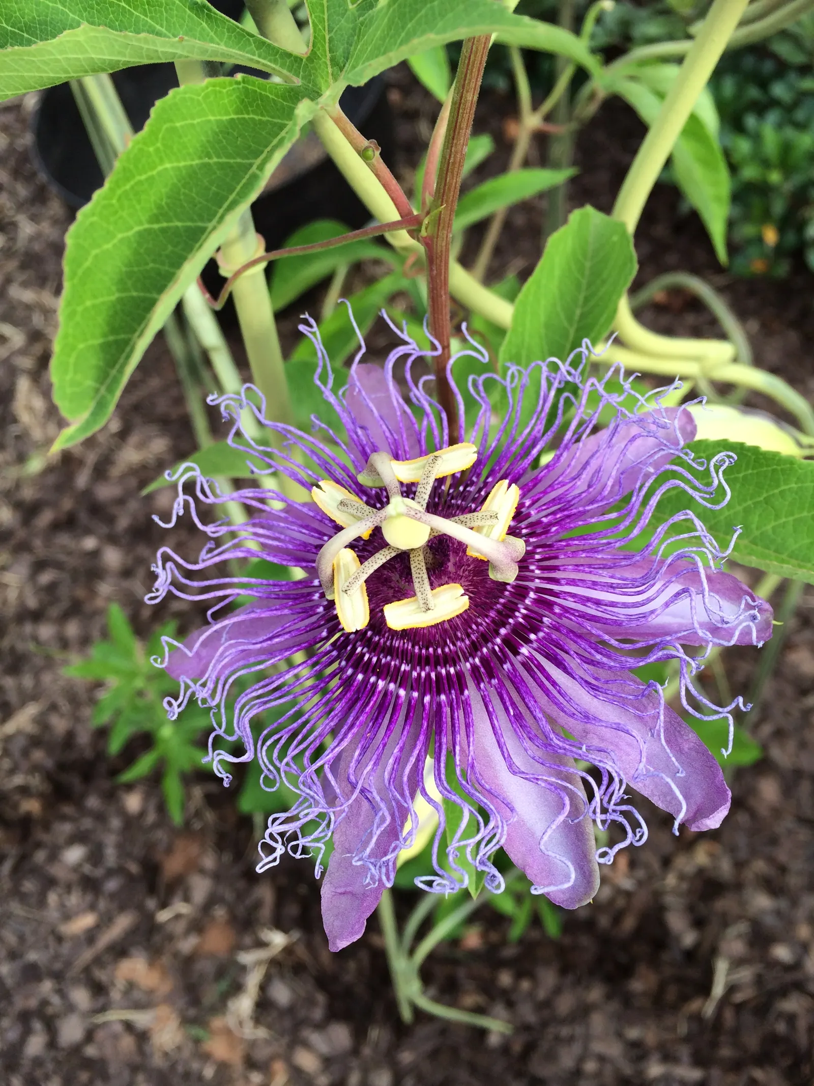 Passion Flower (Passiflora Membranacea) — This perennial thrives in full sun to partial shade; featuring a distinctive crown of violet filaments, image 70