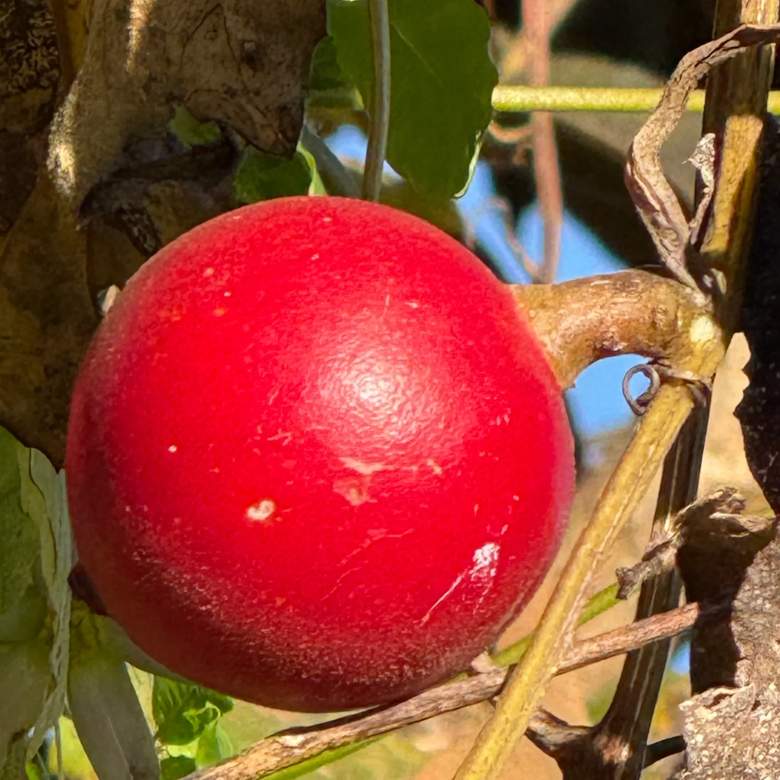Passion Flower (Passiflora Membranacea) — which is how it earned its common name