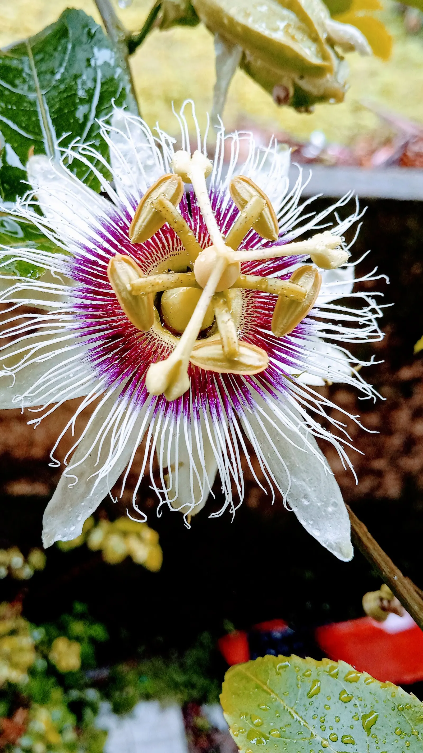 Passion Flower (Passiflora Membranacea) — achieving a spread of up to 6 feet wide and climbing to heights of 10-15 feet