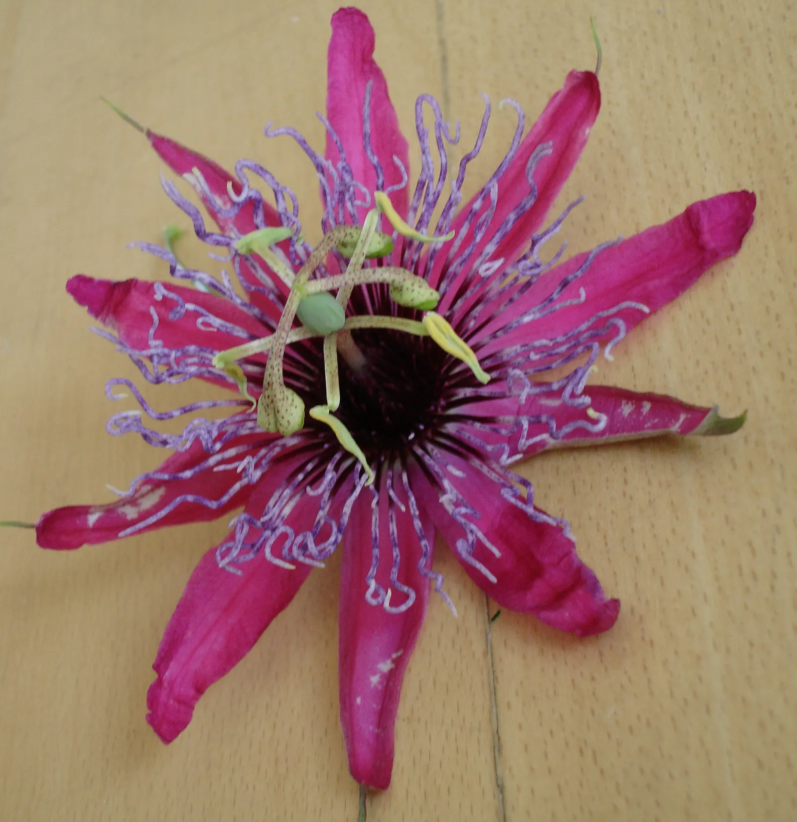 Passion Flower (Passiflora Membranacea) — a design that's often associated with the crucifixion of Christ; vine for full