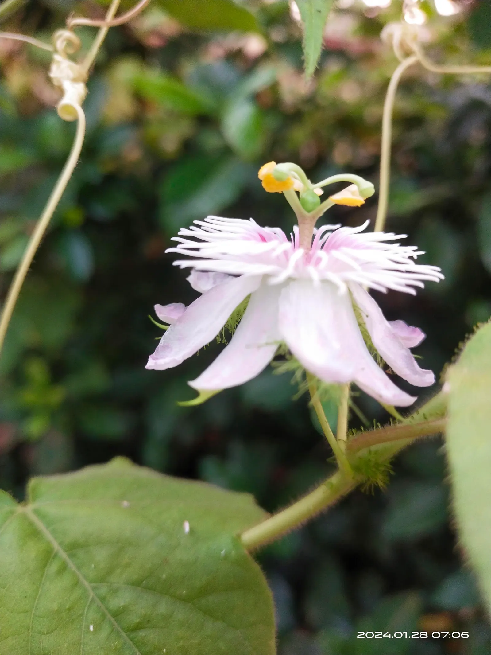 Passion Flower (Passiflora Membranacea) — Native to Central and South America