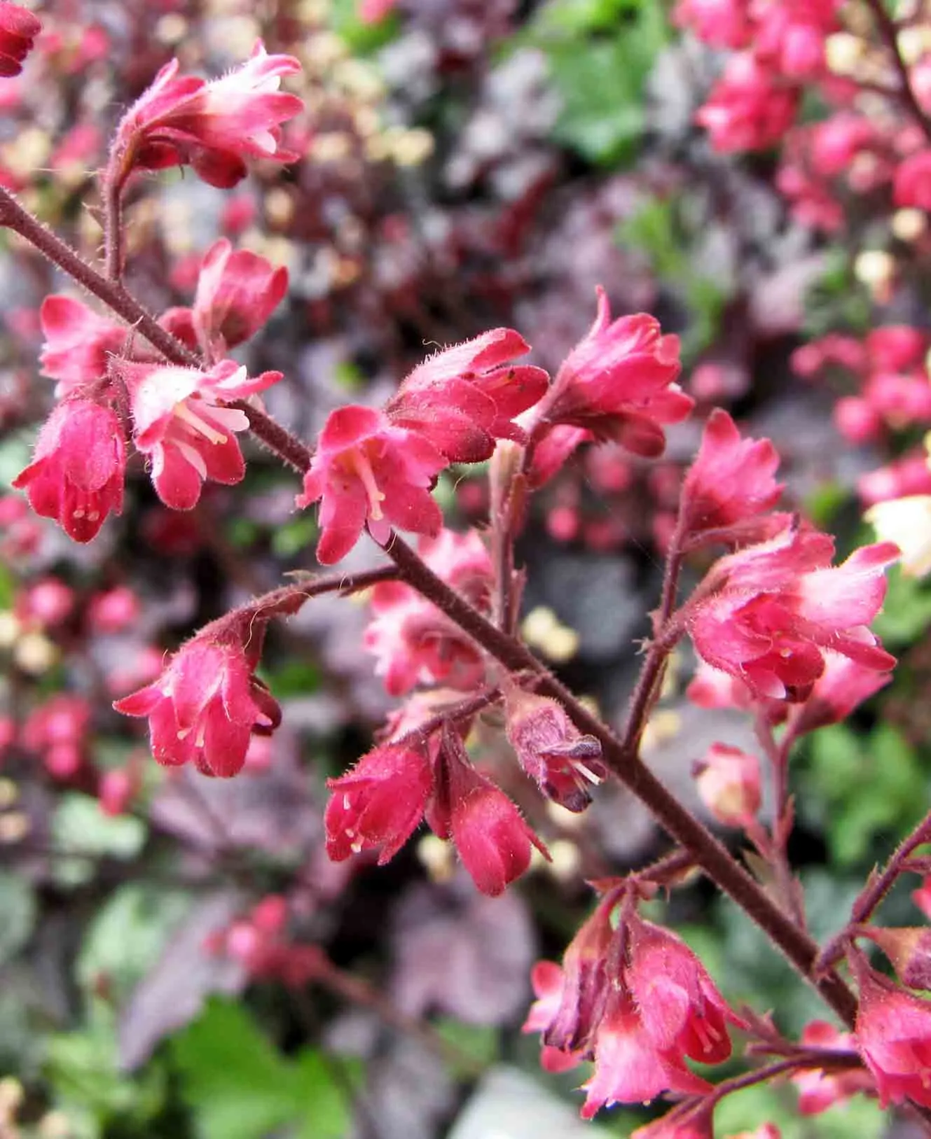 Shanghai Alum Root (Heuchera 'Shanghai') — silvery-purple leaves and robust mounding habit
