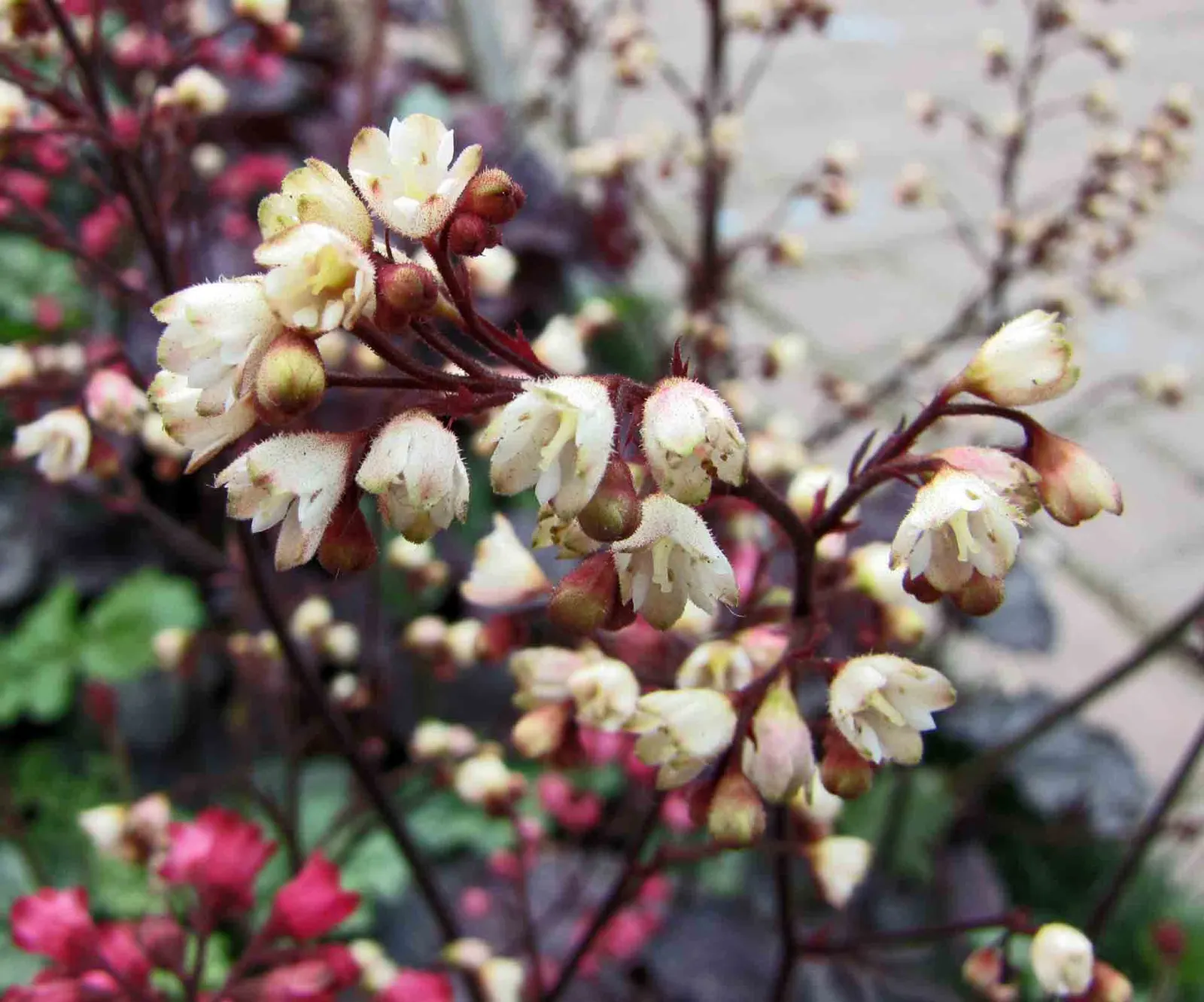 Shanghai Alum Root (Heuchera 'Shanghai') — The Heuchera 'Shanghai'‚ÄîShanghai Alum Root‚Äîis a perennial valued for its ruffled