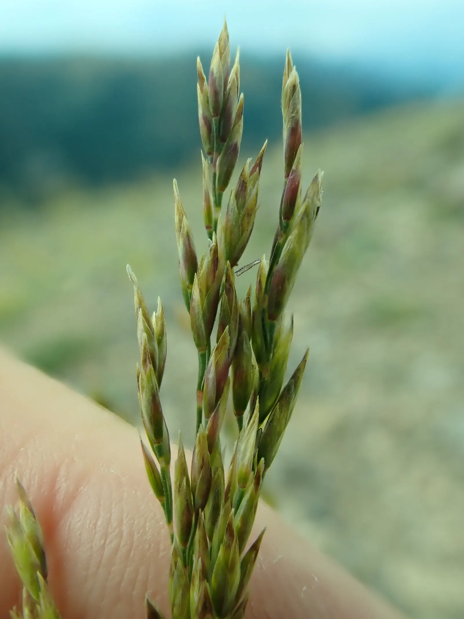 Sandberg Bluegrass (Poa Secunda) — airy seed heads that can add a fine-textured visual interest to your garden.<br><br>For your landscape design