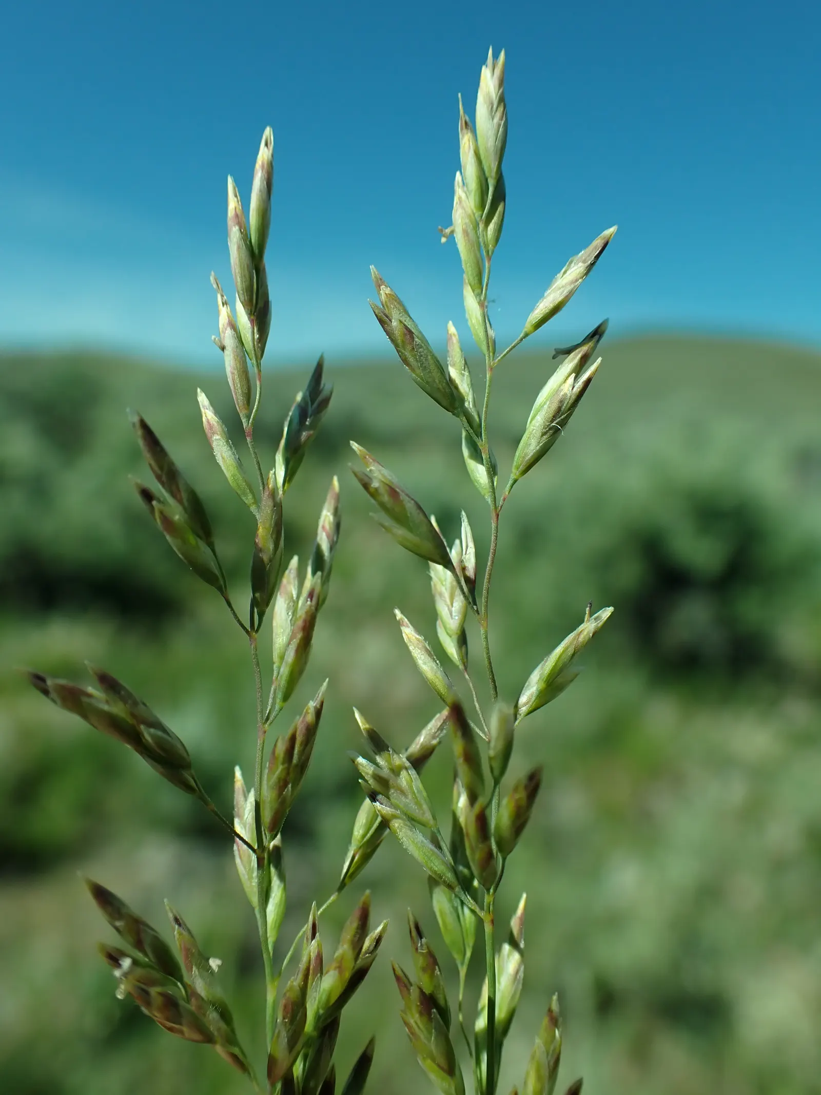 Sandberg Bluegrass (Poa Secunda) — Its growth pattern creates a textured ground cover that can effectively suppress weeds and reduce soil erosion
