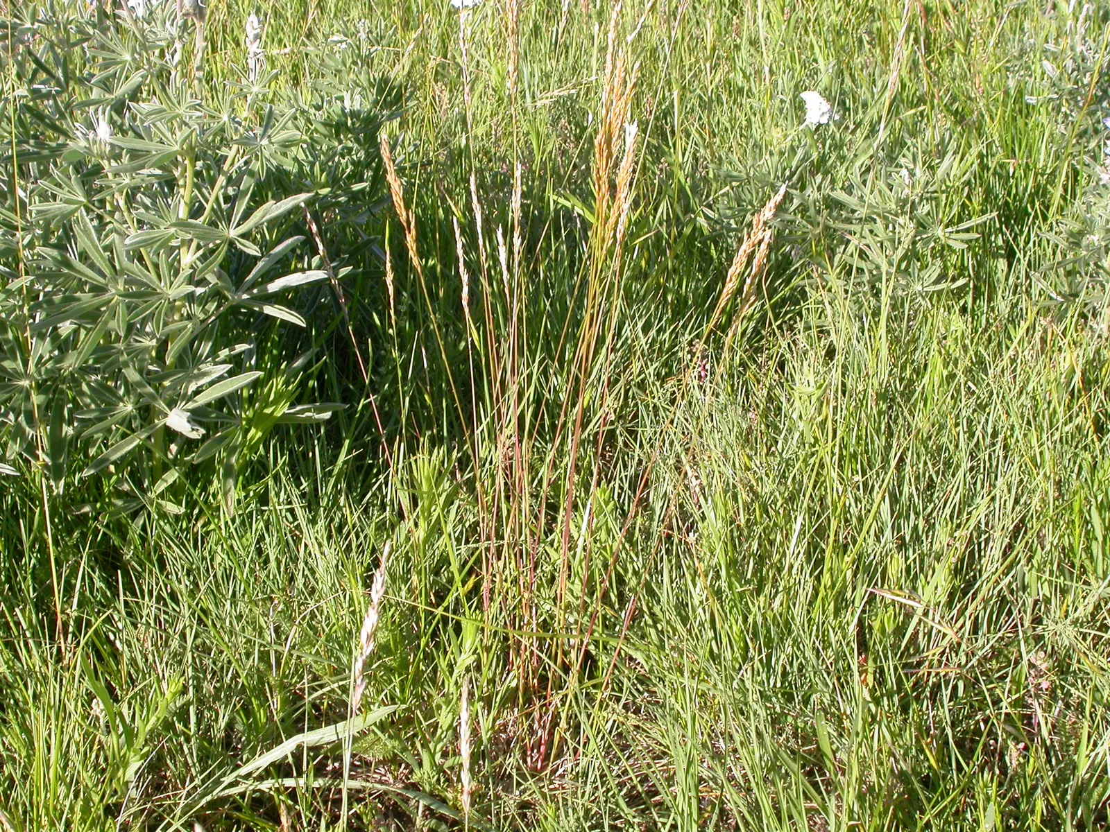 Sandberg Bluegrass (Poa Secunda) — In late spring to early summer