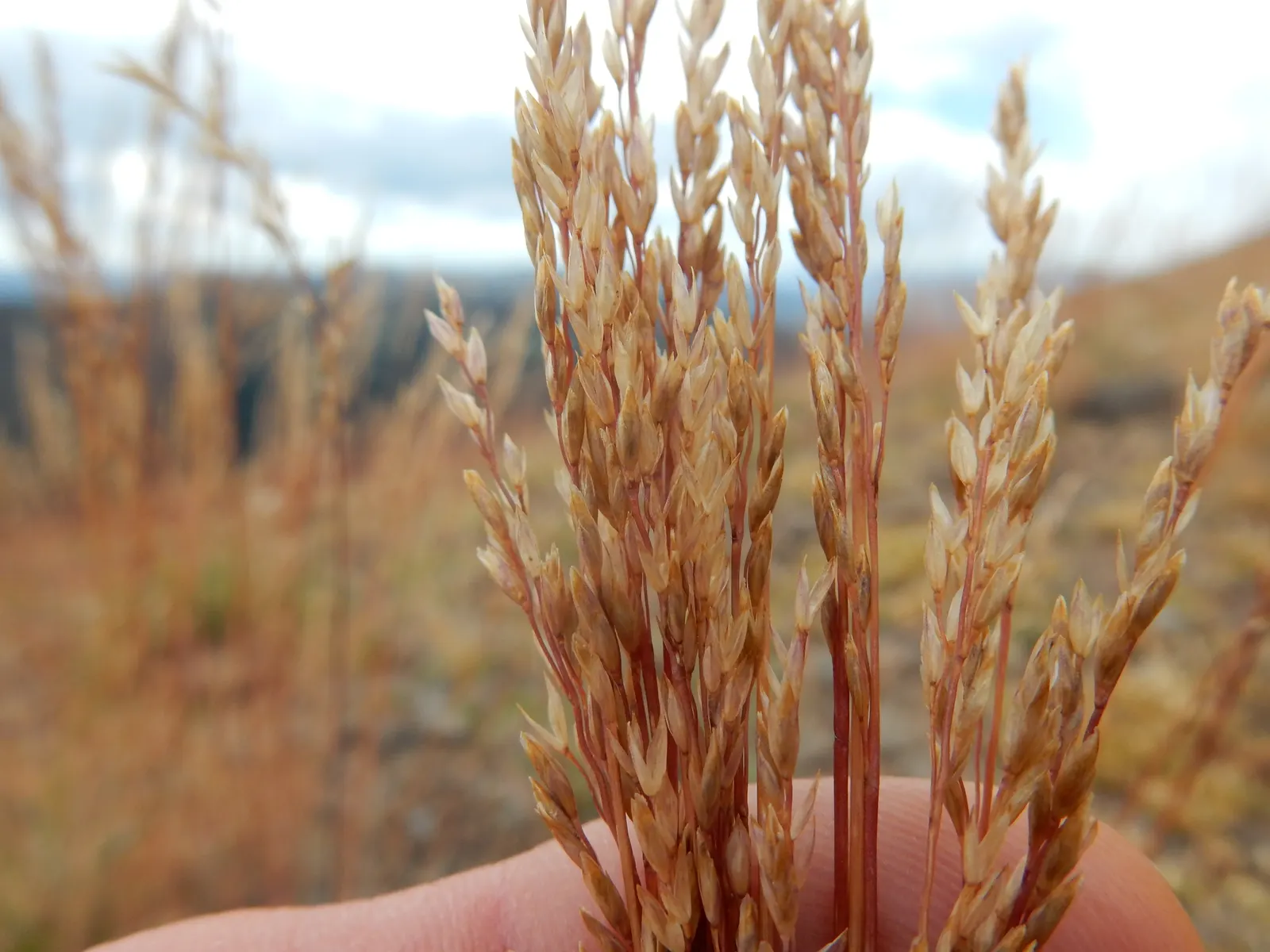Sandberg Bluegrass (Poa Secunda) — This drought-tolerant species features fine-textured