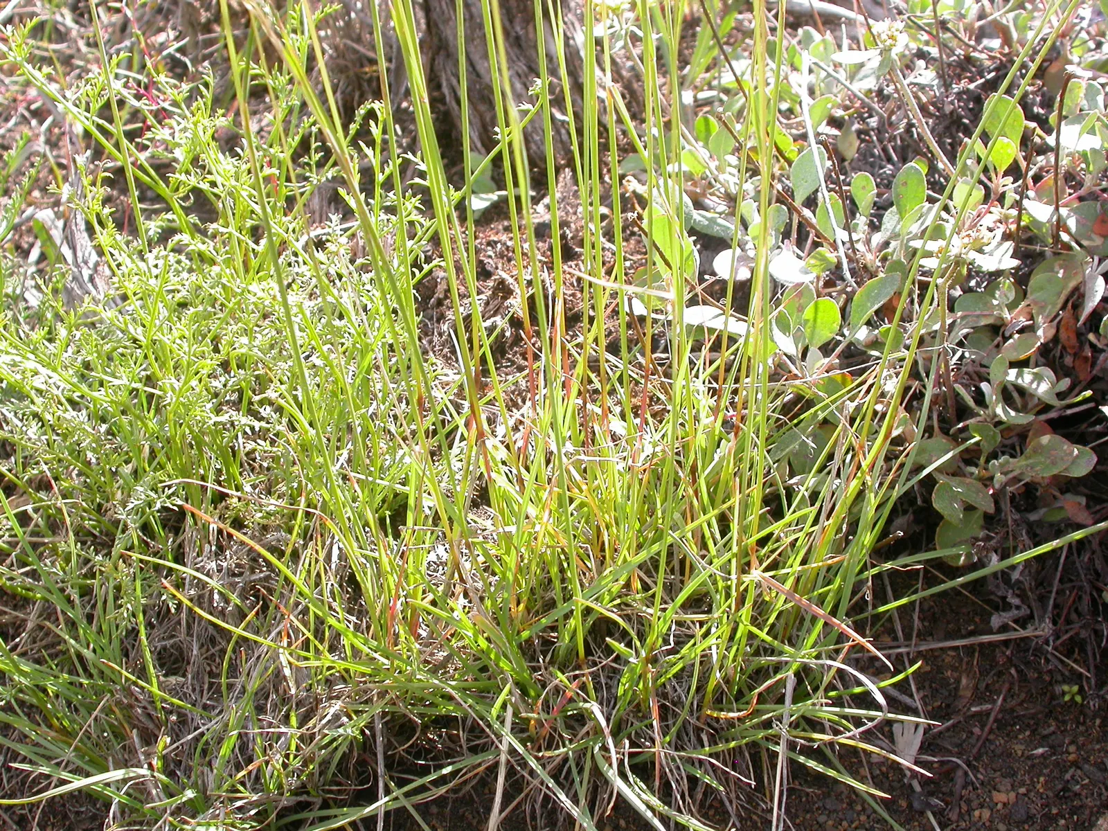 Sandberg Bluegrass (Poa Secunda) — requiring minimal supplemental watering