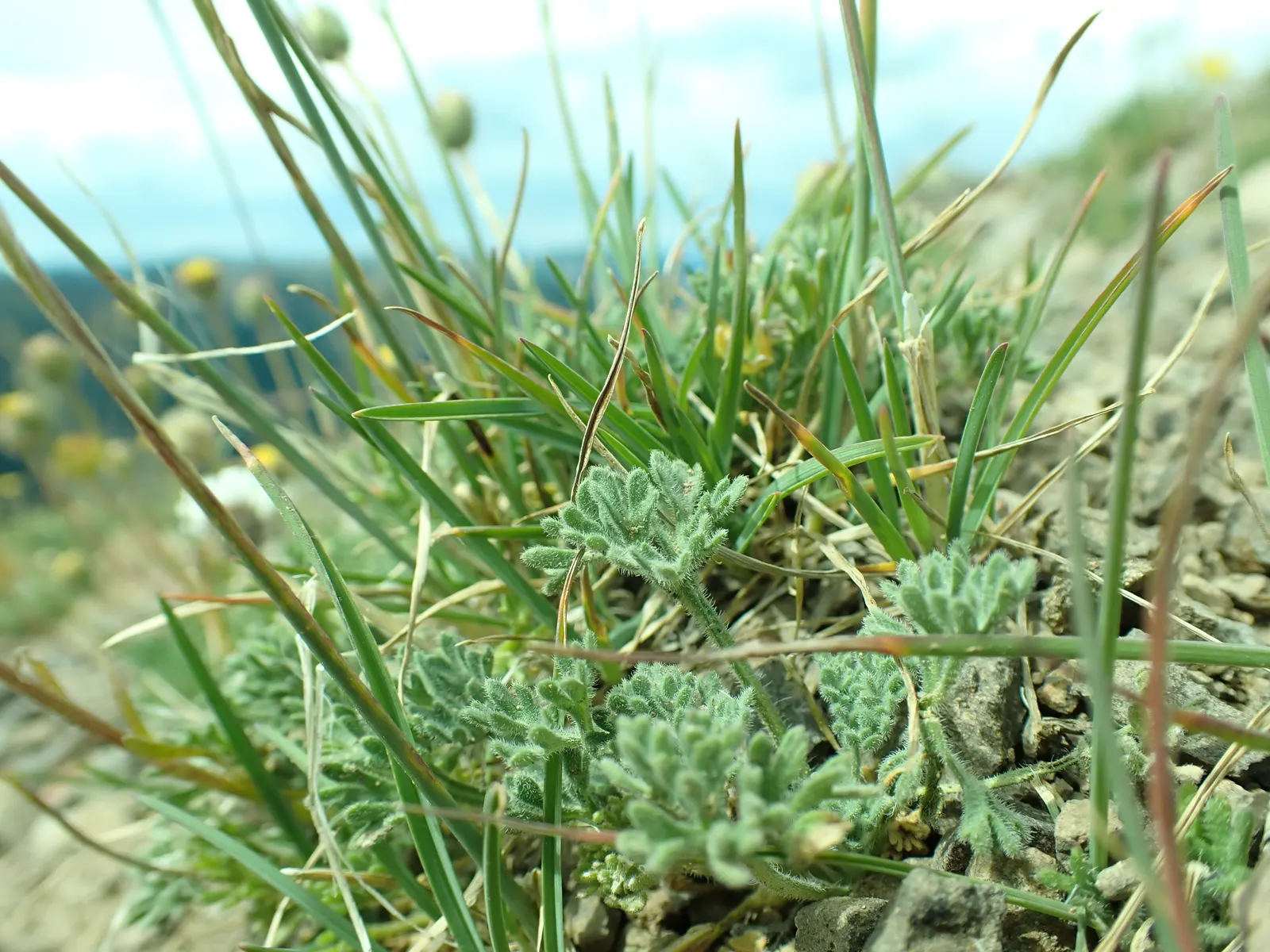 Sandberg Bluegrass (Poa Secunda) — This species is indigenous to North America and is celebrated for its low maintenance and modest water needs