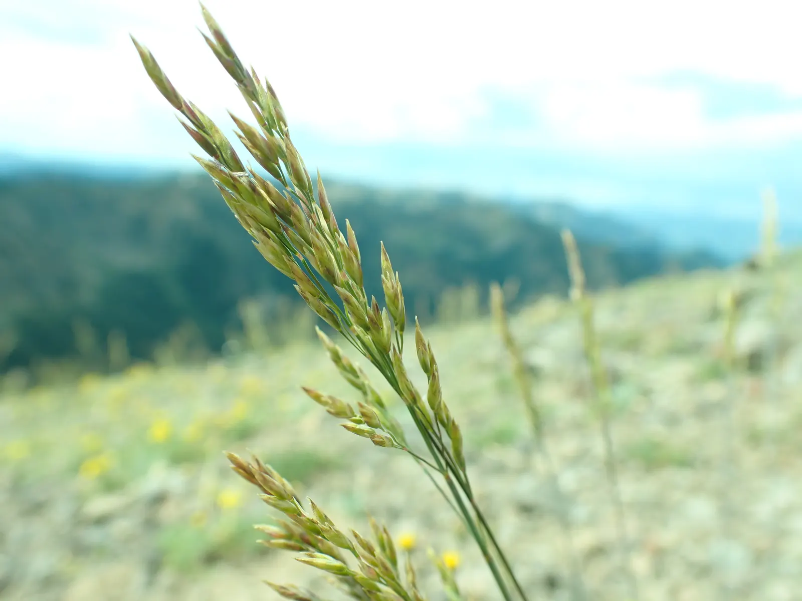 Sandberg Bluegrass (Poa Secunda) — though it can adapt to various soil types
