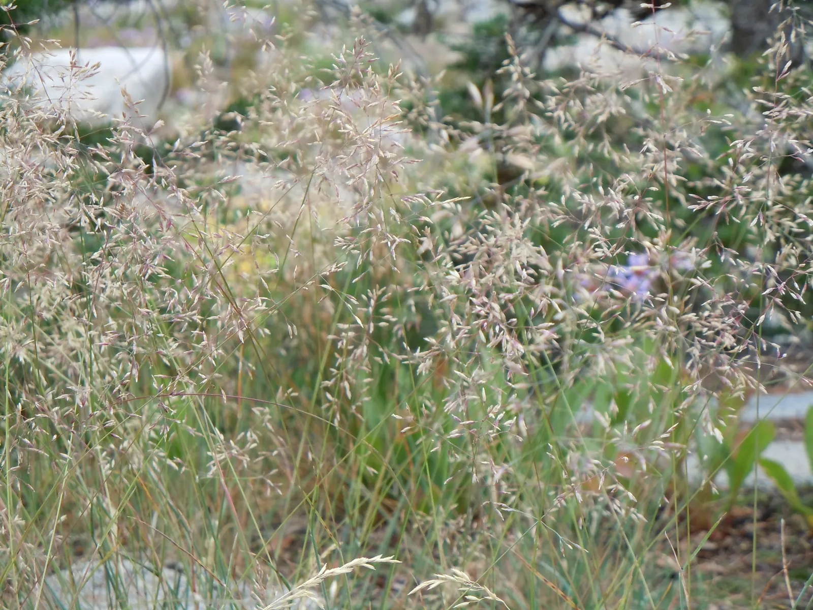 Sandberg Bluegrass (Poa Secunda) — is a versatile and resilient perennial grass that flourishes in a variety of conditions