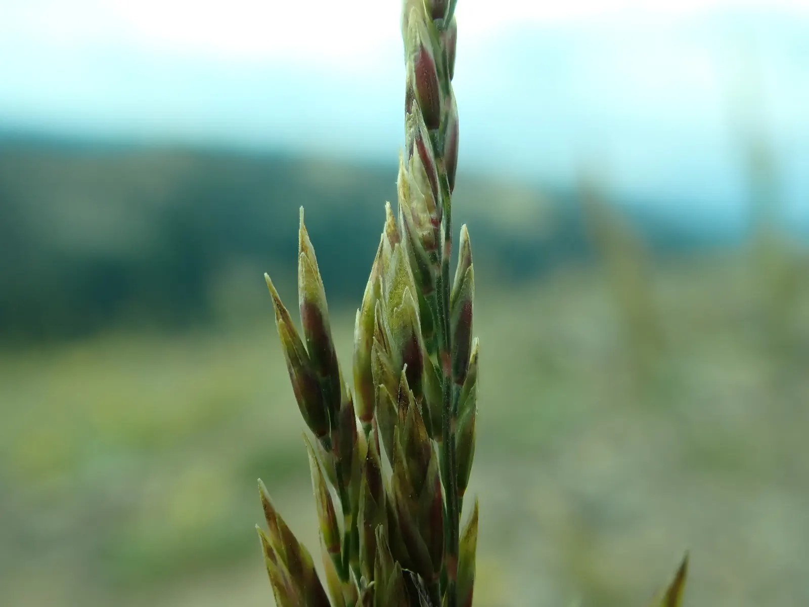 Sandberg Bluegrass (Poa Secunda) — Sandberg Bluegrass can withstand temperatures ranging from severe cold to moderate heat