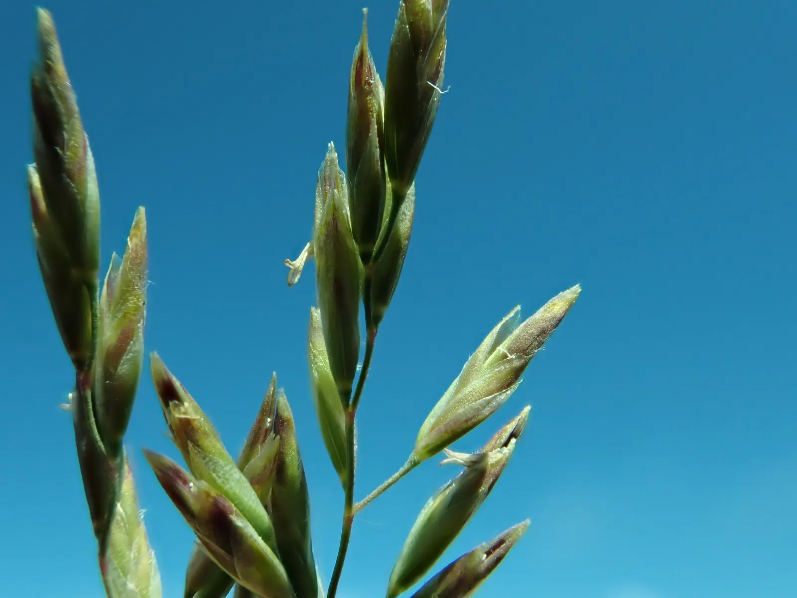 Sandberg Bluegrass (Poa Secunda) — It thrives in full sun, growing 12-24 inches tall