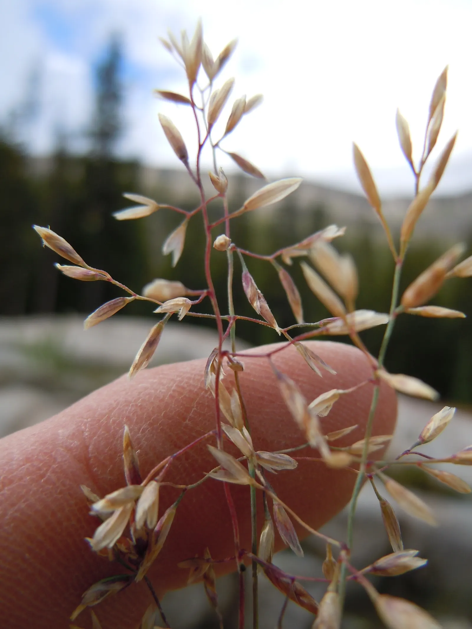 Sandberg Bluegrass (Poa Secunda) — wiry blue-green blades that exhibit a subtle silvery hue when they catch the sunlight