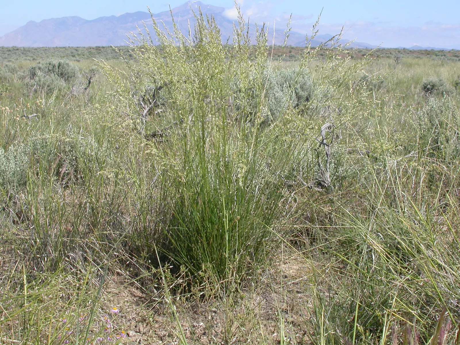 Sandberg Bluegrass (Poa Secunda) — It establishes quickly, providing erosion control and serving as a habitat for wildlife