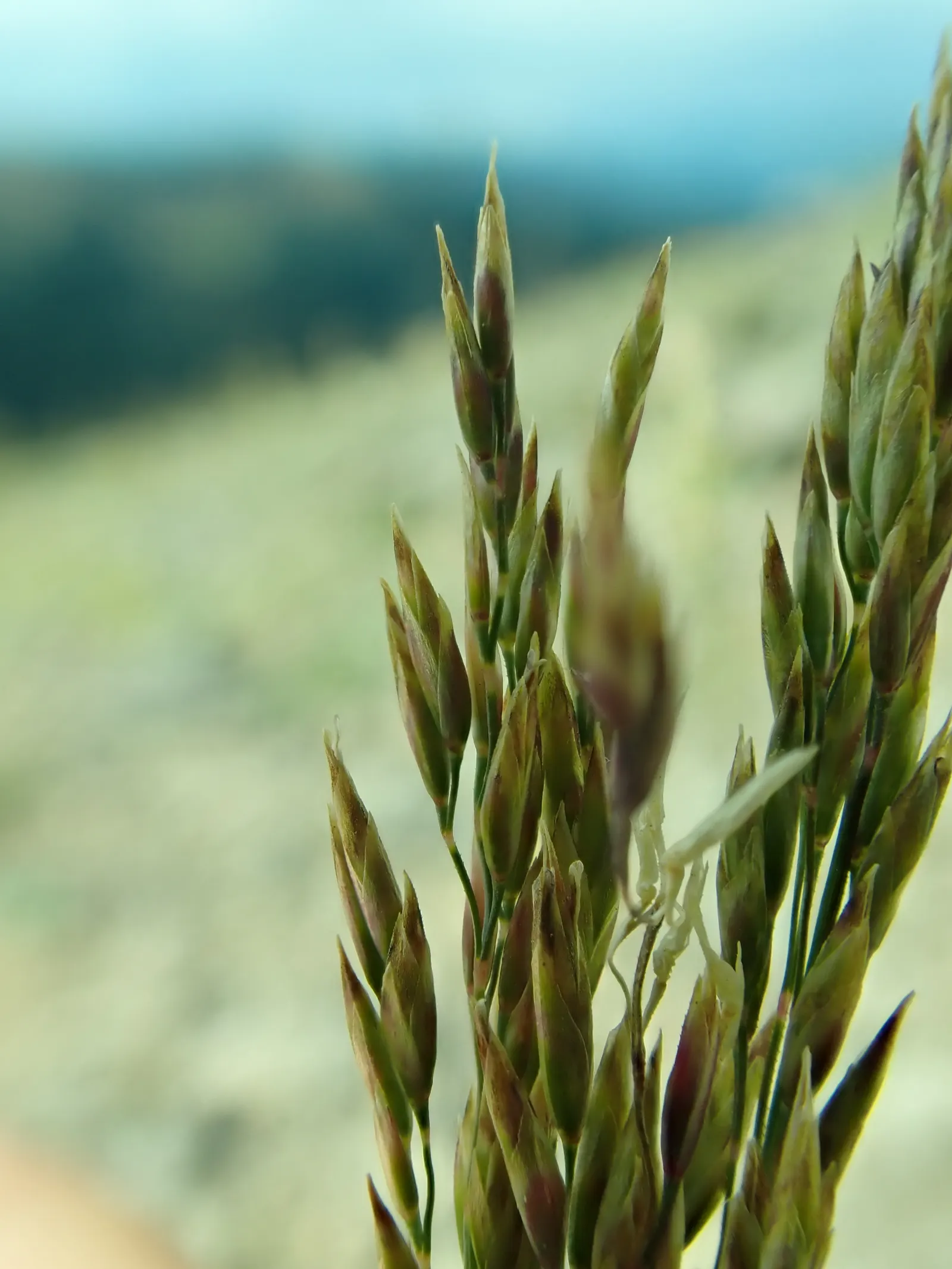 Sandberg Bluegrass (Poa Secunda) — this grass prefers full sun to partial shade and thrives in well-drained soils