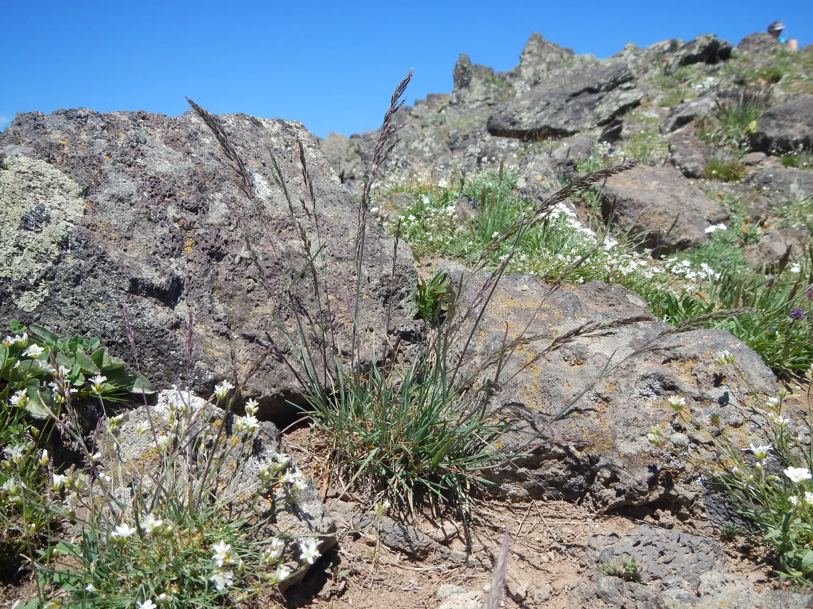 Sandberg Bluegrass (Poa Secunda) — It is highly drought-tolerant once established