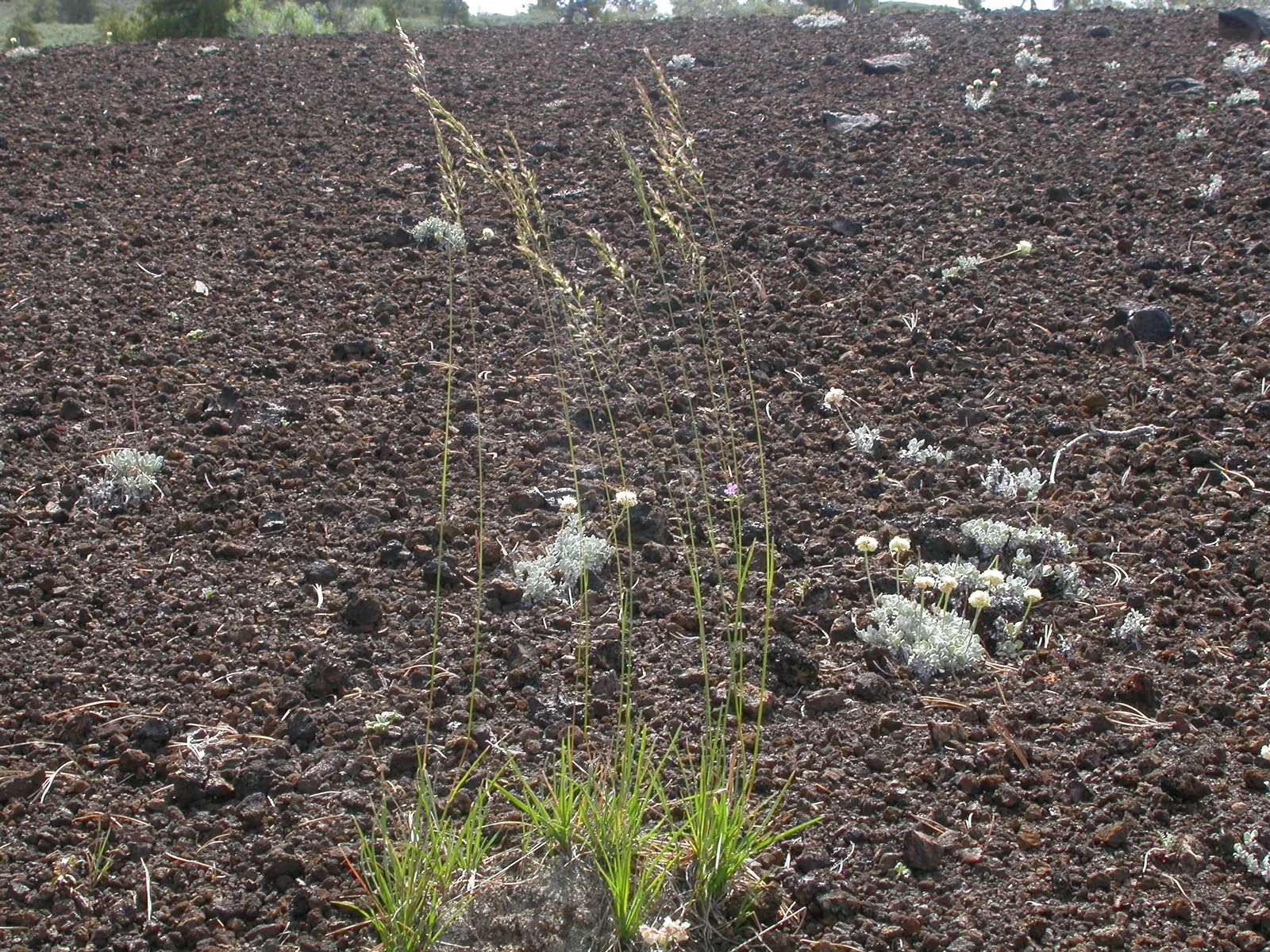 Sandberg Bluegrass (Poa Secunda) — making it an excellent choice for low-water landscapes