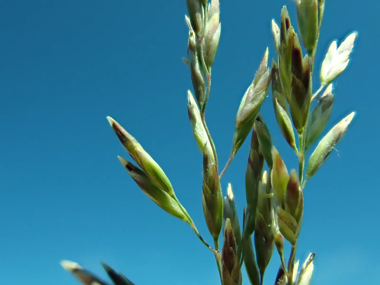 Sandberg Bluegrass (Poa Secunda) — making it an excellent choice for a dynamic landscape design