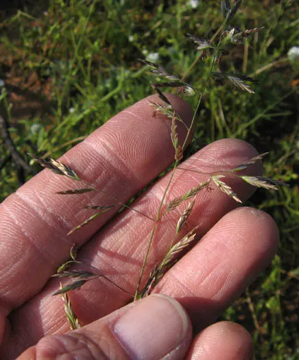 Sandberg Bluegrass (Poa Secunda) — Sandberg Bluegrass (Poa secunda) is a perennial, clumping grass native to North America