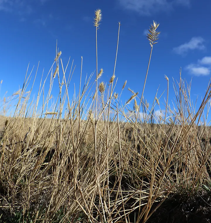 Sandberg Bluegrass (Poa Secunda) — scientifically known as Poa secunda