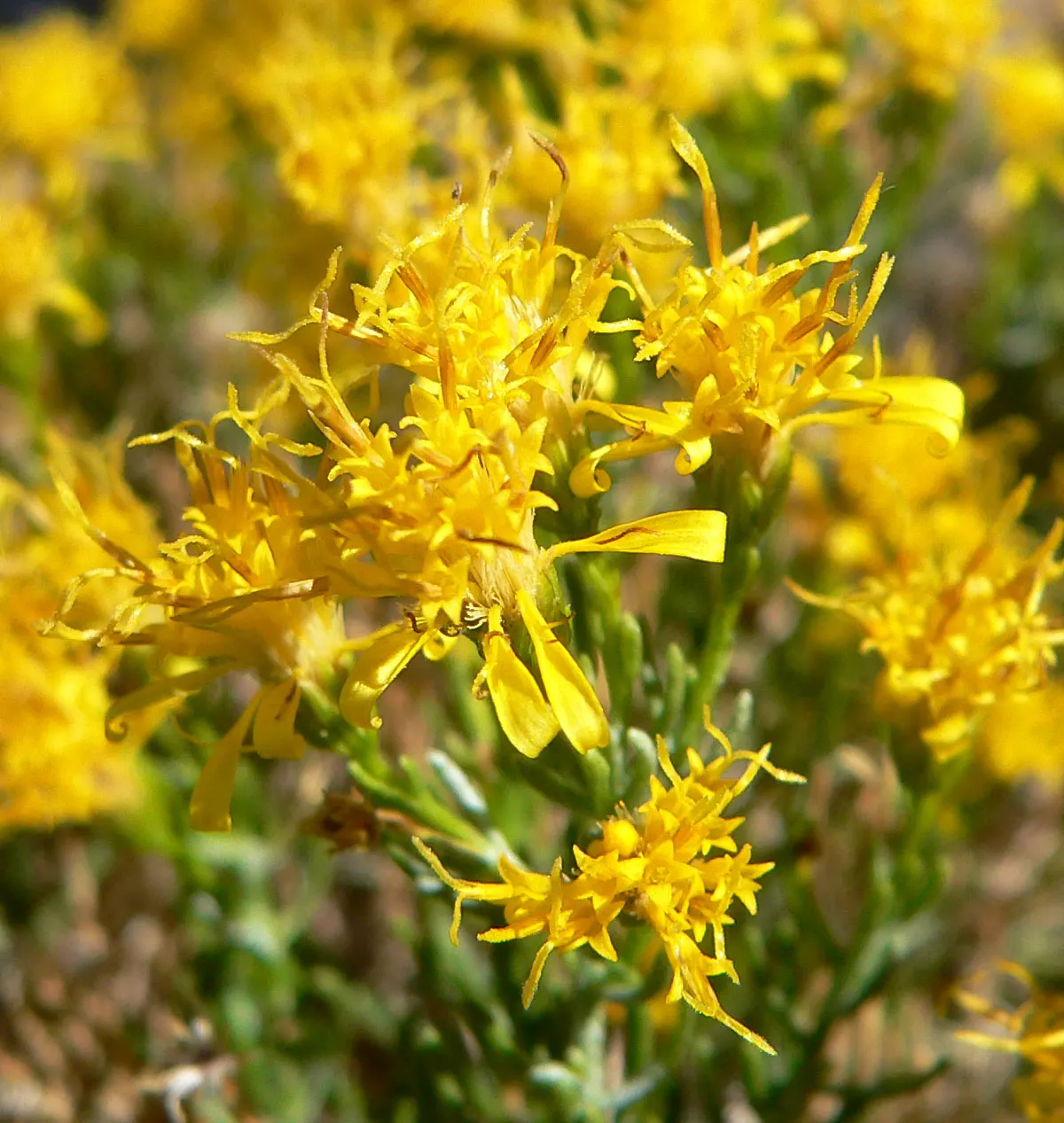 Turpentine Bush (Ericameria Laricifolia) — scientifically known as Ericameria laricifolia