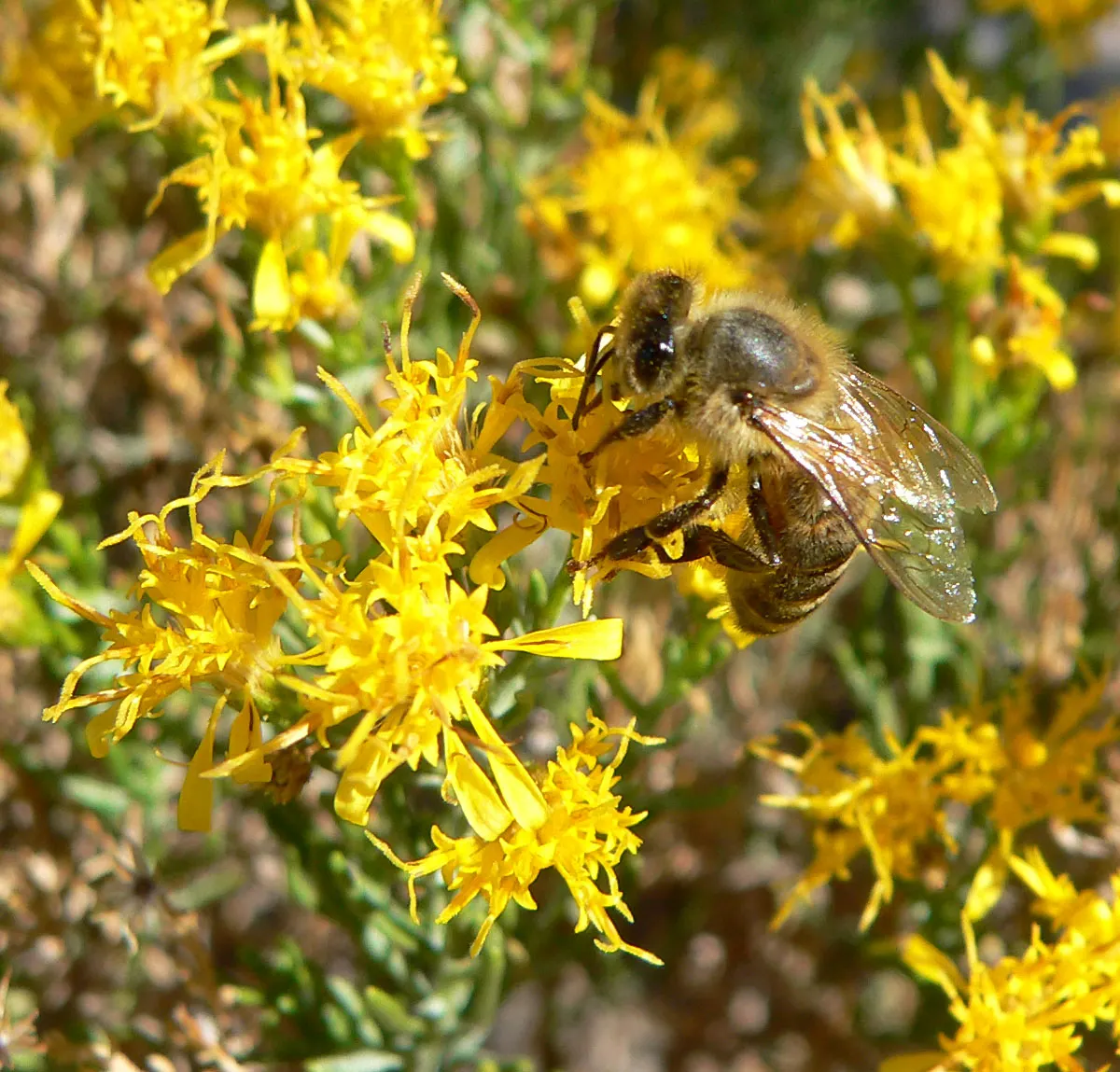 Turpentine Bush (Ericameria Laricifolia) — The Turpentine Bush demands well-drained soil and full sun exposure to flourish