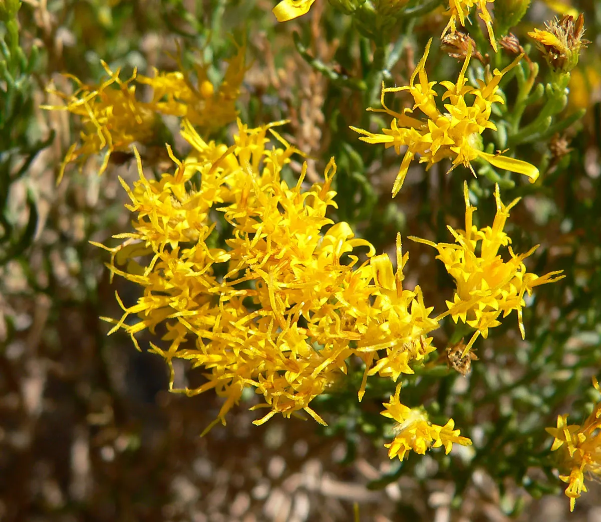Turpentine Bush (Ericameria Laricifolia) — The Turpentine Bush (Ericameria laricifolia) is a resilient evergreen shrub