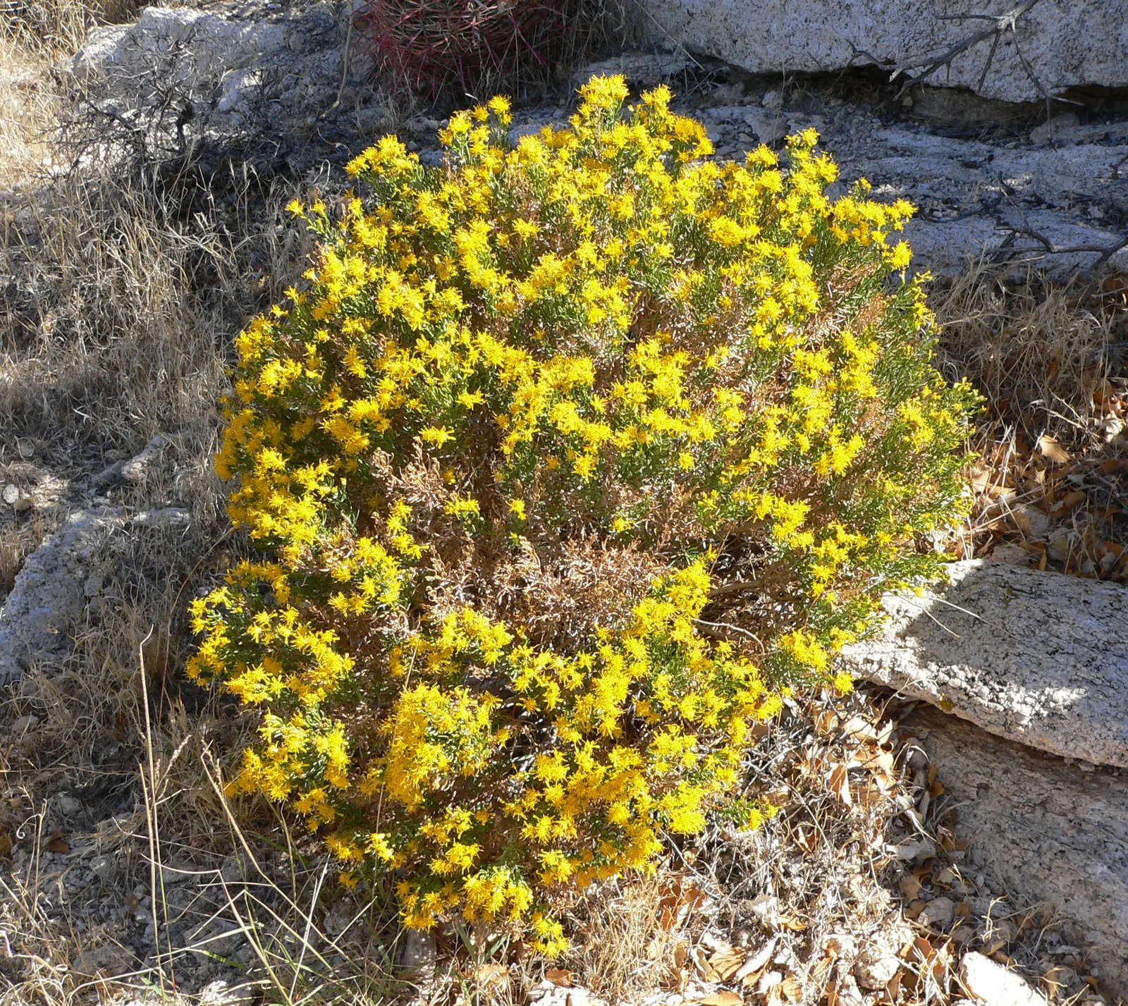 Turpentine Bush (Ericameria Laricifolia) — Full sun and well-drained soils ensure optimal growth