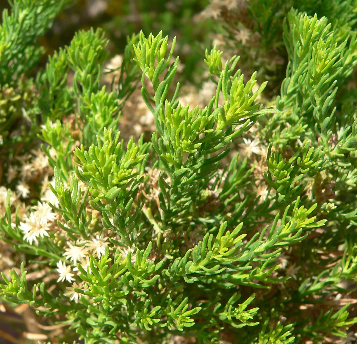 Turpentine Bush (Ericameria Laricifolia) — Its compact size and sun-loving nature make it ideal for water-wise gardens