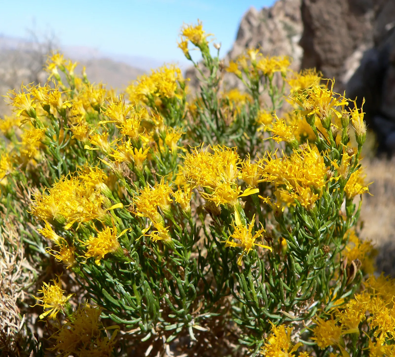 Turpentine Bush (Ericameria Laricifolia) — It is exceptionally drought-tolerant once established, making it ideal for xeriscaping