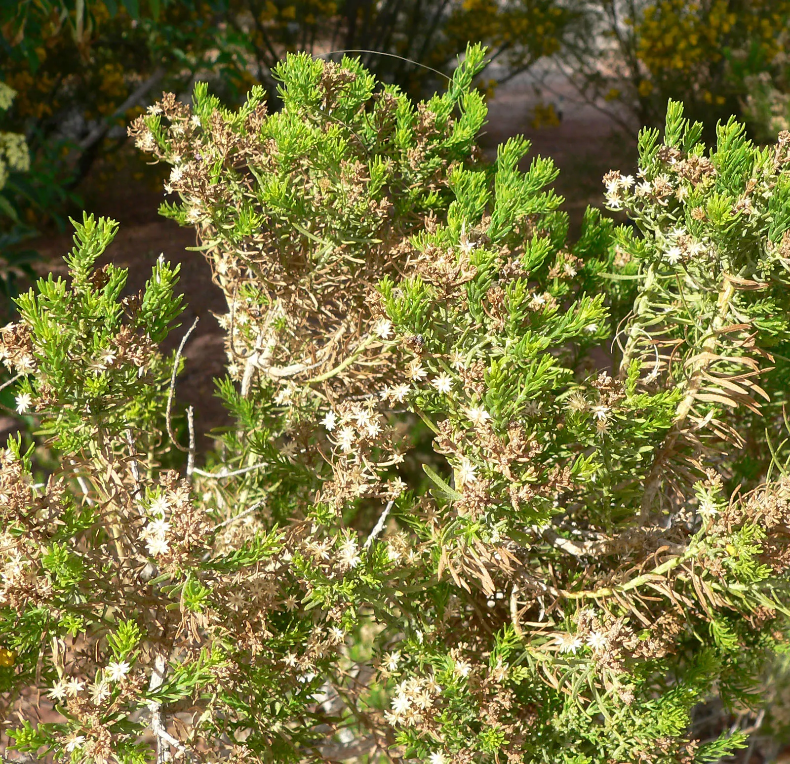 Turpentine Bush (Ericameria Laricifolia) — Growing up to 3 feet tall and equally wide, it offers vibrant yellow blooms in late summer to fall