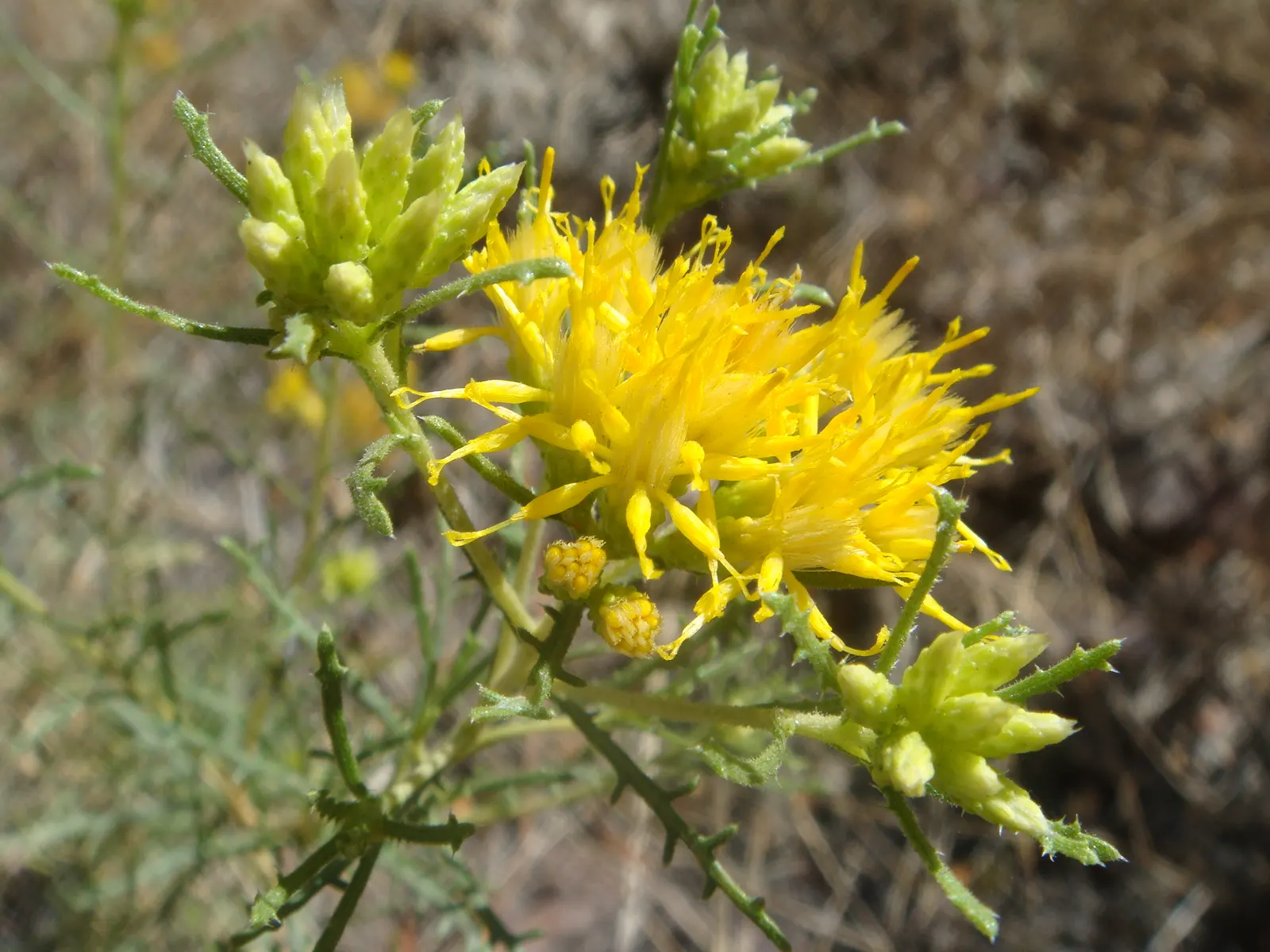 Turpentine Bush (Ericameria Laricifolia) — The aromatic resin evokes turpentine, hence its name